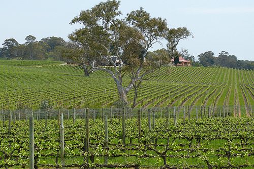 Day 115 - Adelaide Hills wine country