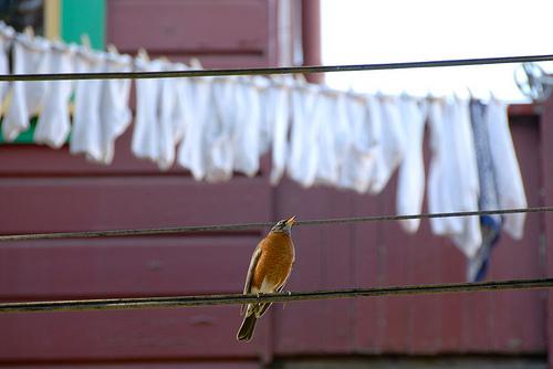 Bird with White Laundry Line & Telephone Wires
