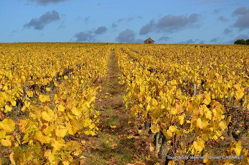 Le vignoble de Muscadet revêt son habit d'automne