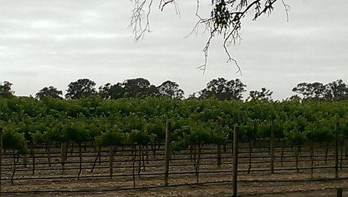 Wrattonbully wine region, South Australia
