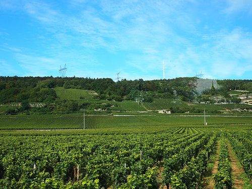 The vinyards of Nuits Saint Georges