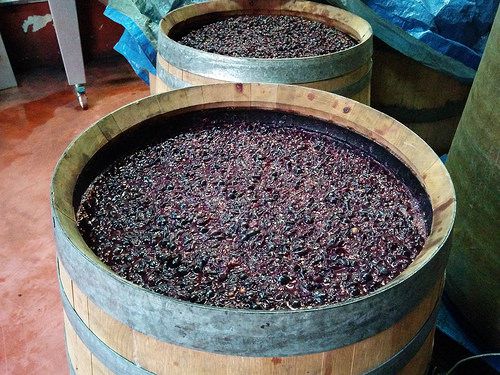 Wine barrels with Carignan Grapes (minicuve)
