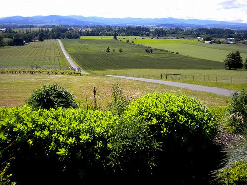 View from Anne Amie Vineyards