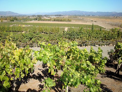 DSC24933, Viansa Vineyards & Winery, Sonoma Valley, California, USA