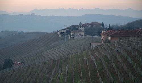 Winter vineyards