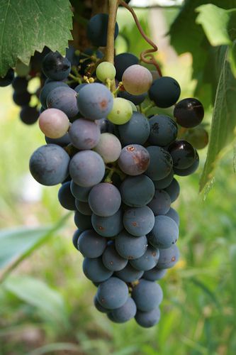 Grapes Malbec