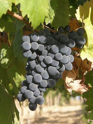 Montepulciano d'Abruzzo Grapes Italy