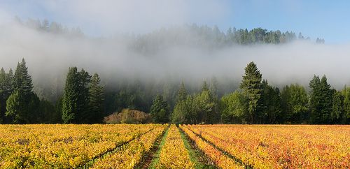 Korbel vineyard on a foggy November morning