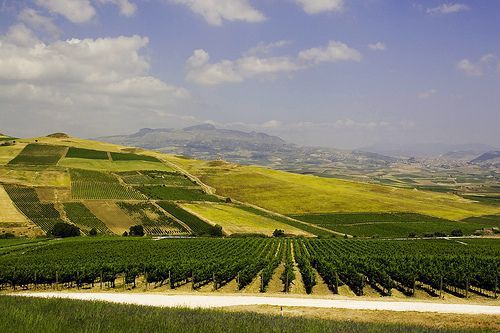 Sicily vineyard