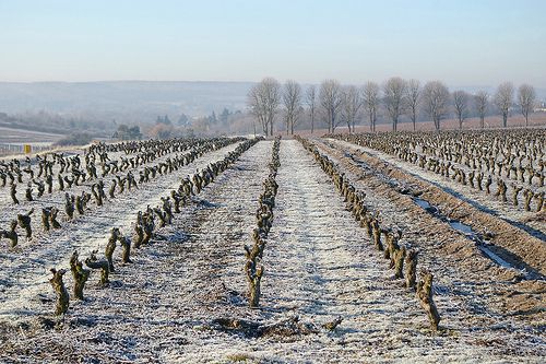 La vigne en hiver, à Thésée-la-Romaine (Loir-et-Cher).