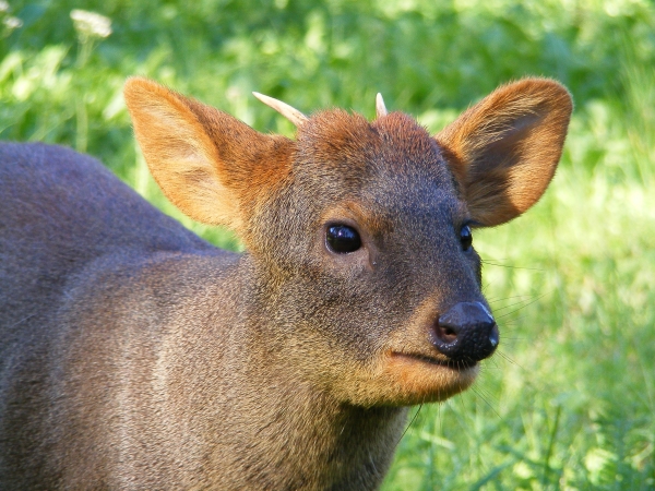 これは2本そろえたい キュートな小鹿がかわいらしいお値打ちチリワイン 動物ワイン