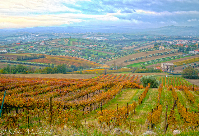 ワインバザール
