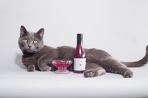 cat-wine-2