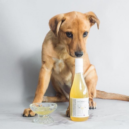 dog-wine