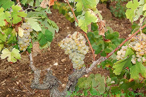 Vitis vinifera Malvasia di Sardegna (Tempo di vendemmia)