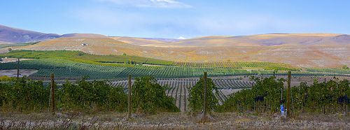 Yakima Valley wine country