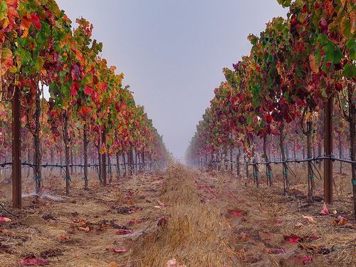 Vineyards of Sonoma County, CA