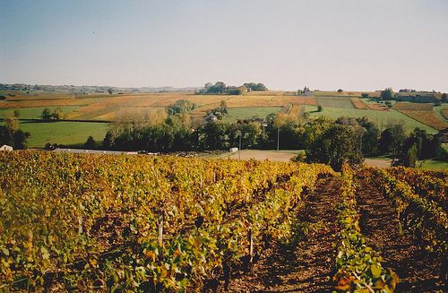 Couleurs d'automne. France, le vignoble Beaujolais aux alentours de Pouilly le Monial ? c?t? de Villefranche sur Sa?ne