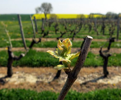 Spring comes to a vineyard near Chinon, France