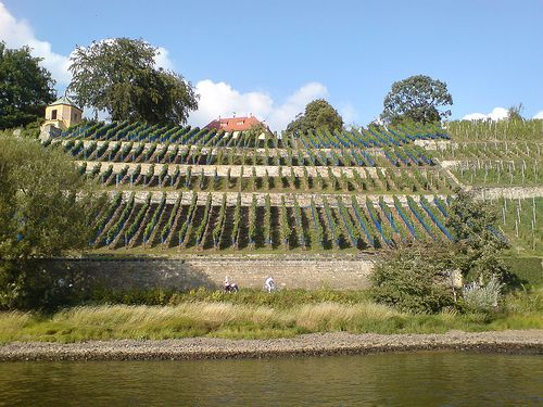 Vineyard at the Elbe river in Dresden