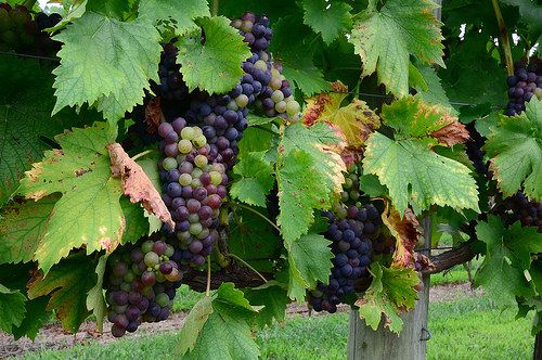 Sangiovese Grapes on the Vine