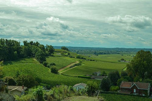 Saint Emilion vineyards