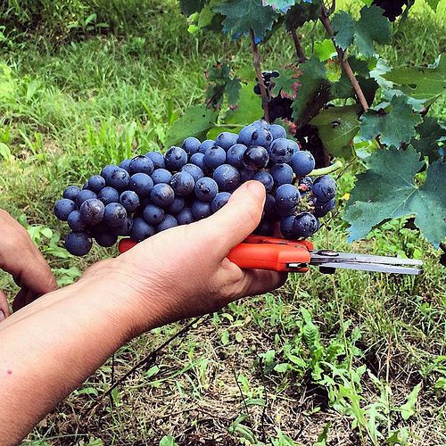 Harvesting Lambrusco grapes. #blogville #inLombardia