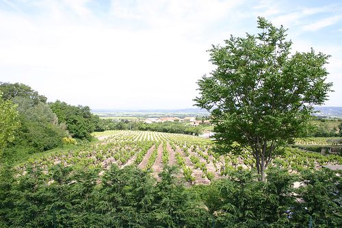 Vineyards near Gigondas
