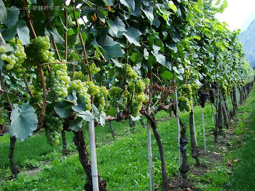 Grapes for making wines (13)