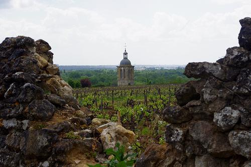 View of the vineyard of Domain Huet, one of the premier vineyards of Vouvray.  The "tower" in the background is actually the steeple of a church.  The edge of the ancient vineyard ends in a high wall.