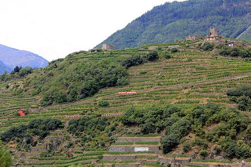 Valtellina wine country