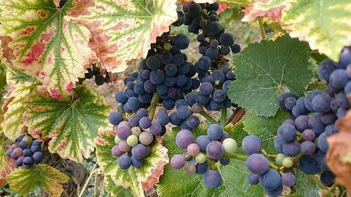 Pinot noir grapes along the Grands Crus route in #Bourgogne