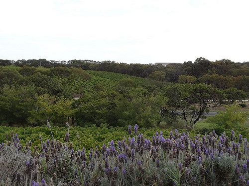 Near Mt Benson. Cape Jaffa Winery. Lavenders and vines.