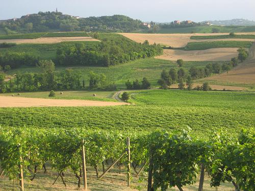 Castello di Razzano vineyard