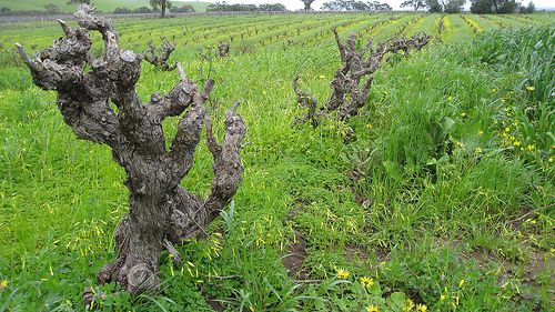 90 yr Old Grenache Vines