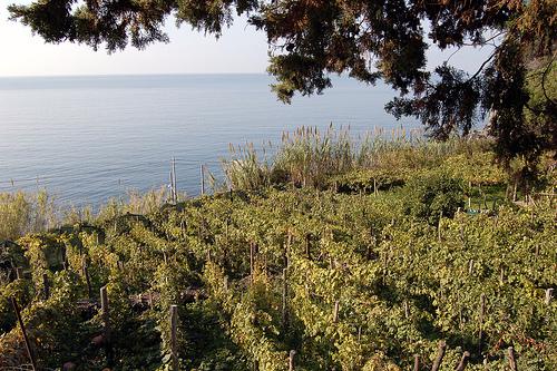 Vineyards, Cinque Terre