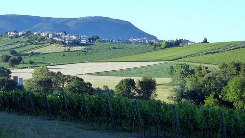 Monte Conero and vineyards