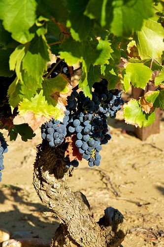 Red grenache grapes, Chateauneuf-du-Pape