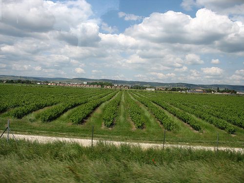 Burgundy Vineyards, C?te de Beaune, Beaune, France