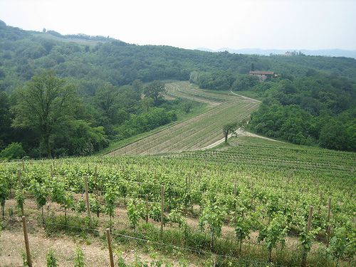 Friuli 029 Cantine Aperte - Rocca Bernarda