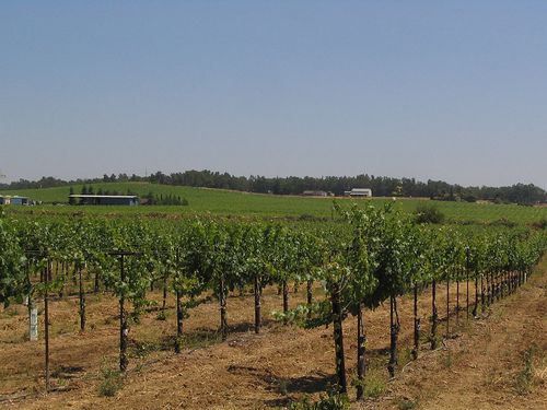 Vineyard South of Sacramento, California