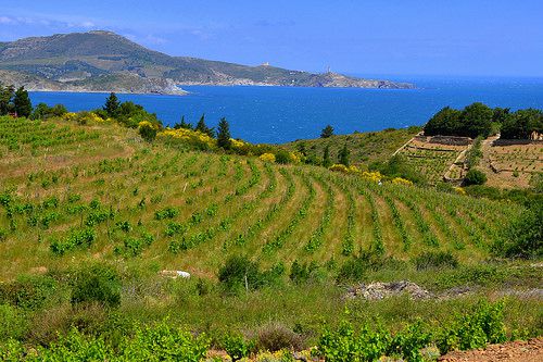 Vinyes verdes vora el Mar, Banyuls, Catalunya, Fran?a.
