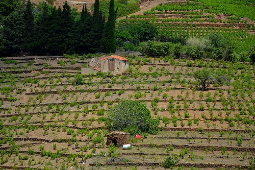 Barraca, Terroir de Banyuls Collioure, Roussillon, France.