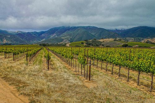 Future Wine Grapes--DSC1521--Salinas Valley, CA-1