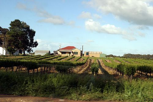 Winery Adelaide