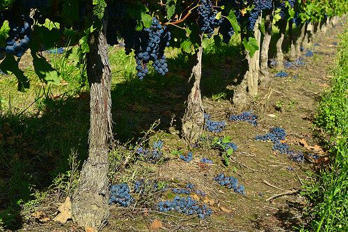 Abondance dans les vignes de mon village avant les vendanges (Entre-Deux-Mers, 35 km de Bordeaux). Vineyard near Bordeaux, in my village. Abundance