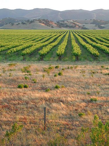 Vineyard in the Salinas Valley
