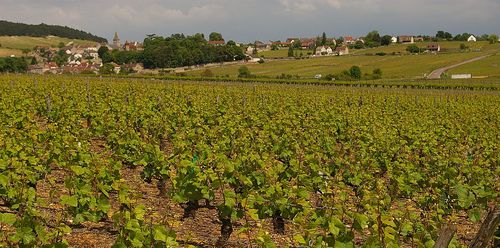 Burgundy2008 373