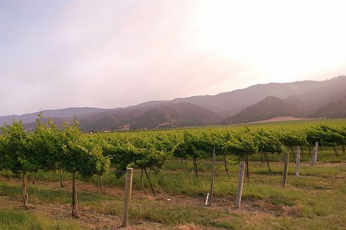 Santa Lucia Highlands - Vineyard
