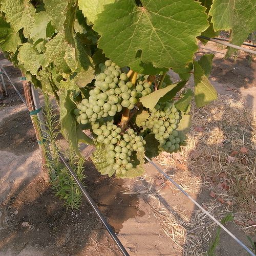 Santa Lucia Highlands - Wine Grape